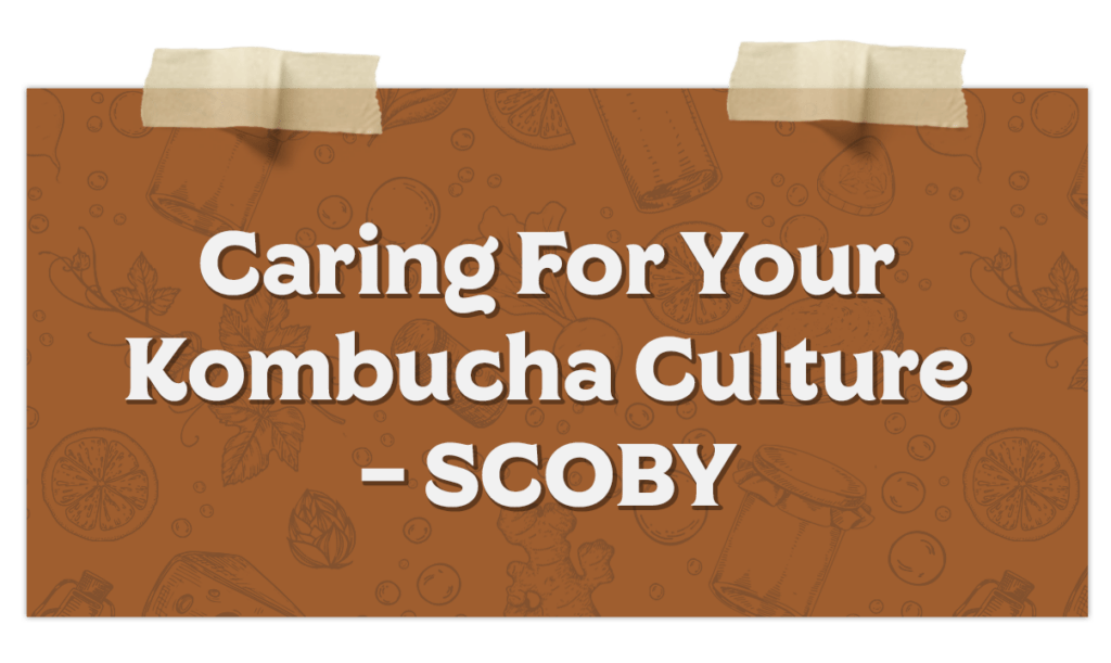 Caring For Your Kombucha Culture – Scoby