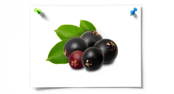 Organic Elderberry