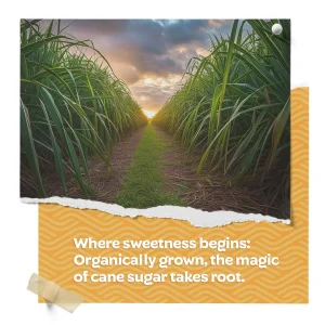 Best Sugar for Kombucha