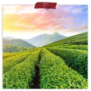 Loose Leaf Green Tea