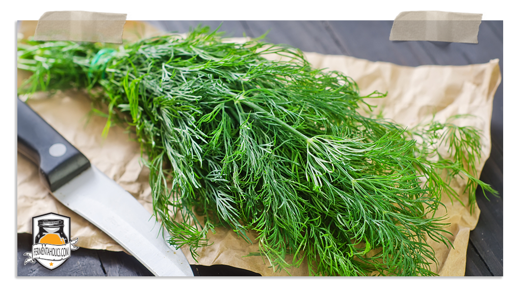 Dill In Sauerkraut