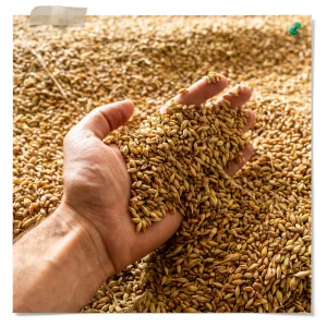 Dry Malt Extract