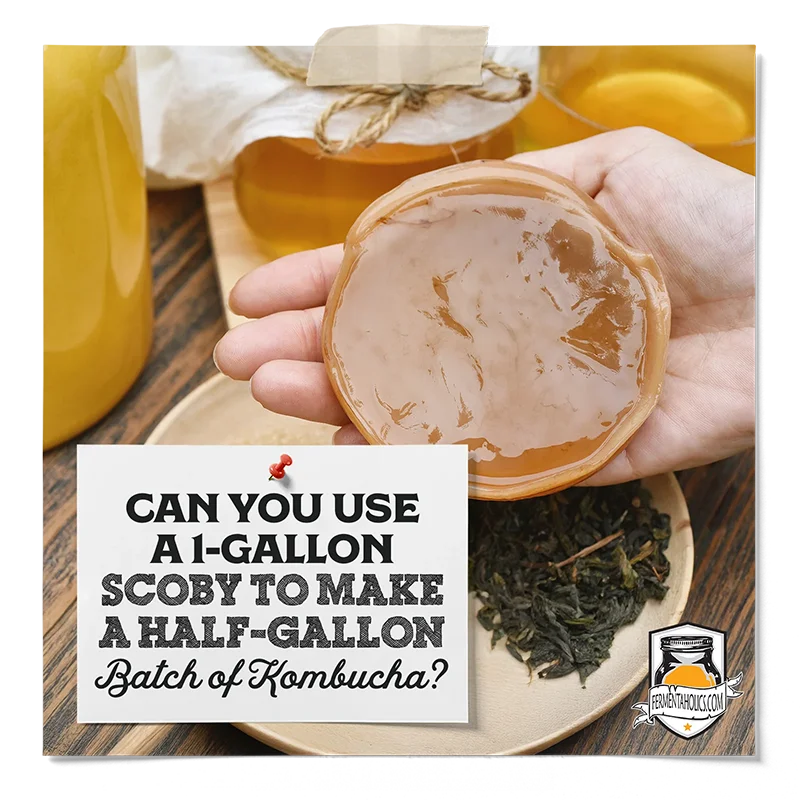 Can You Use a 1 Gallon Scoby