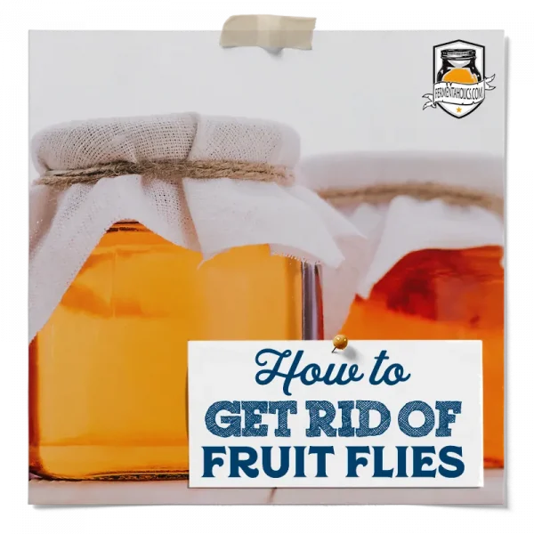 How To Get Rid Of Fruit Flies In Kombucha