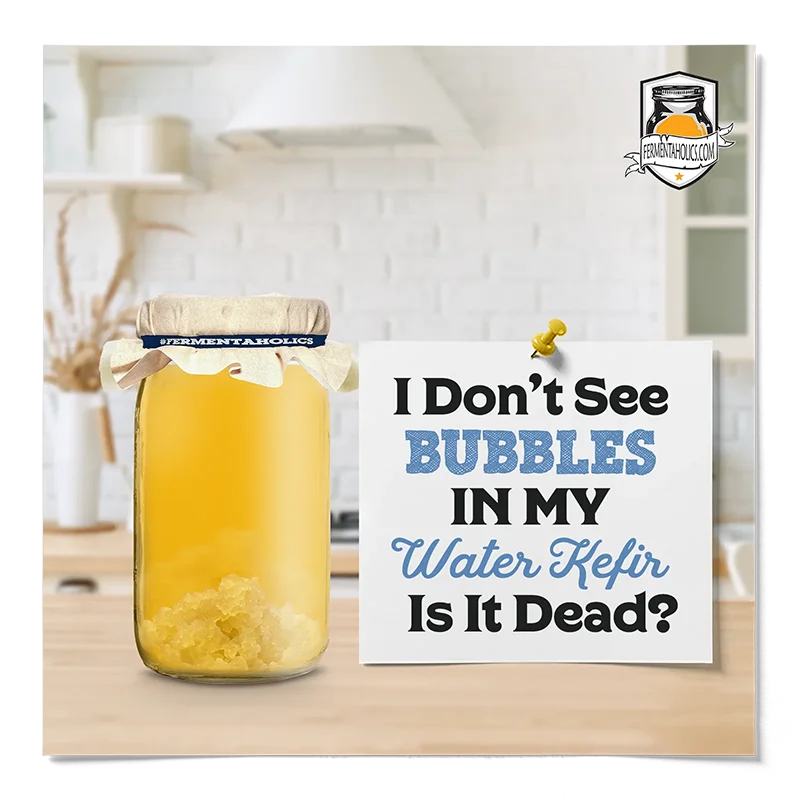 I Don't See Bubbles in My Water Kefir Is It Dead