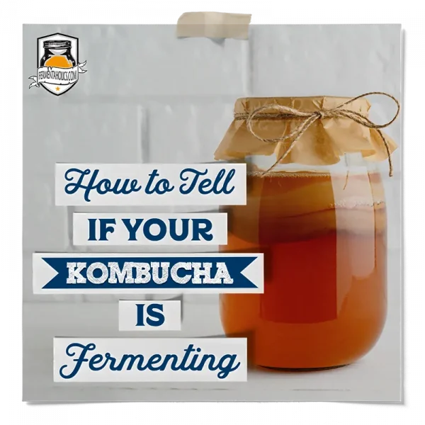 Is My Kombucha Fermenting
