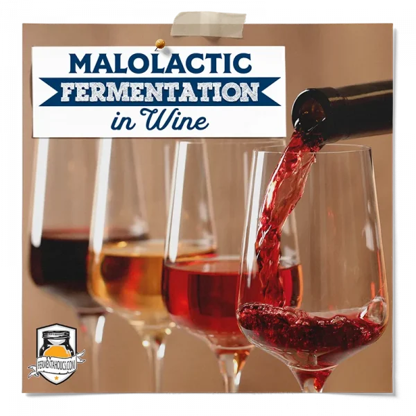 Malolactic Fermentation In Wine