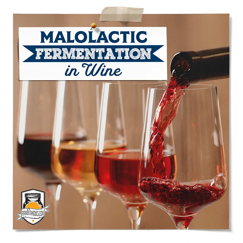 Malolactic Fermentation in Wine