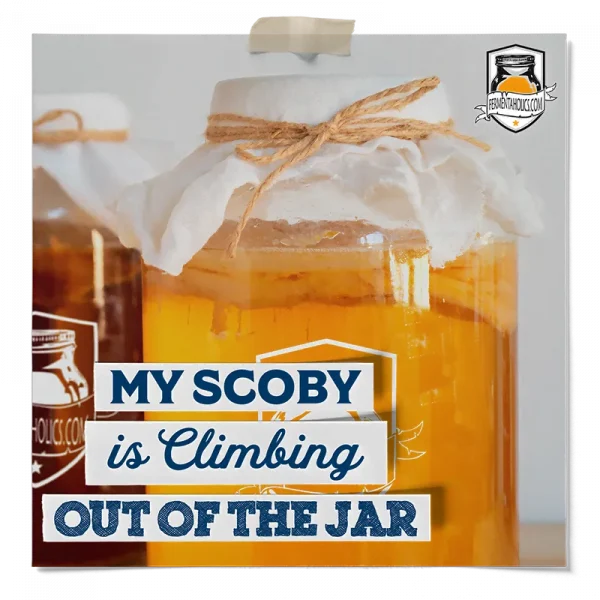 My Scoby Is Climbing Out Of The Jar