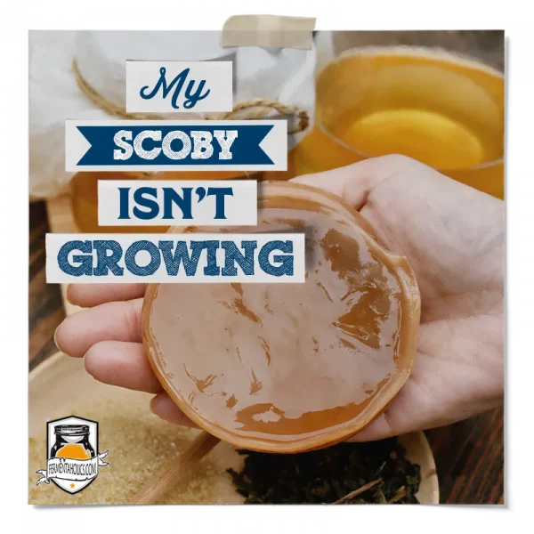 My Scoby Isn&Apos;T Growing