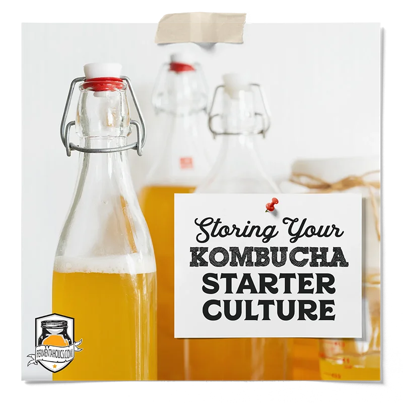Storing Your Kombucha Starter Culture
