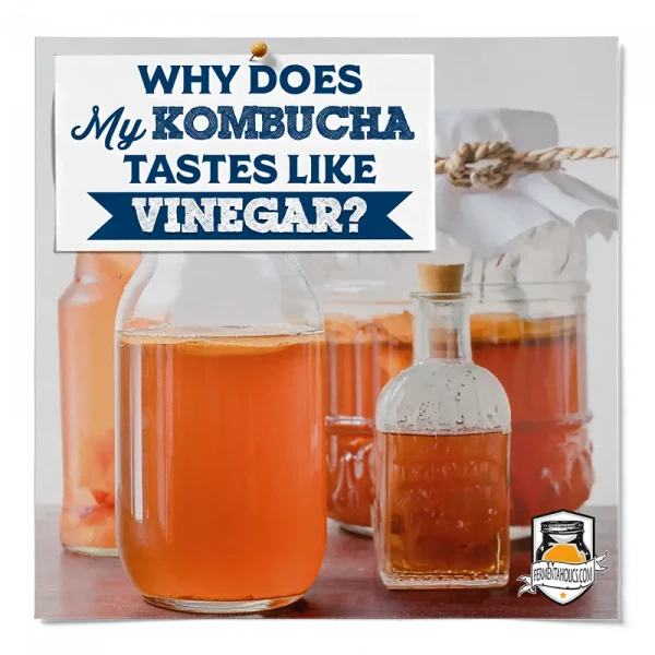 Why Does My Kombucha Tastes Like Vinegar