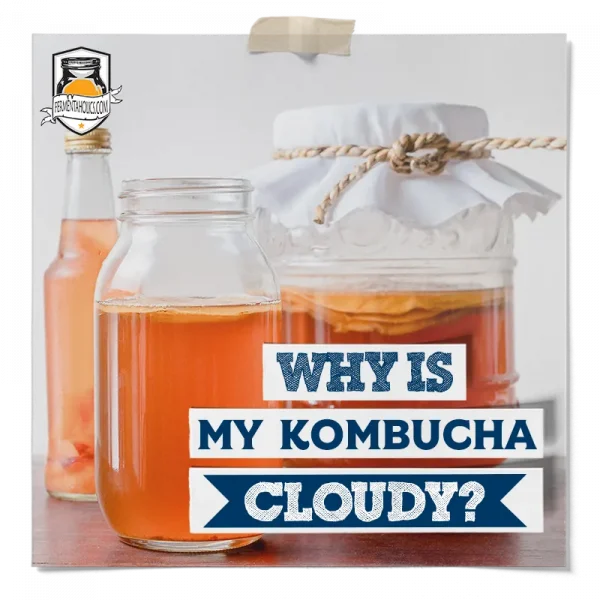 Why Is My Kombucha Cloudy
